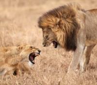 Even Lions Bicker!